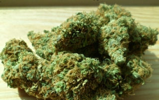 Kannabidiol w leczeniu COVID-19