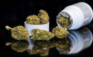 Czy marihuana może być zanieczyszczona metalami ciężkimi?