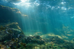Robot Hercules przeszuka dno oceanu w celu odnalezienia składników do nowych leków