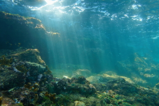 Robot Hercules przeszuka dno oceanu w celu odnalezienia składników do nowych leków