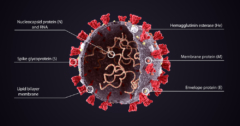 Wirus SARS-CoV-2 zmutował. Czy szczepionka na niego zadziała?
