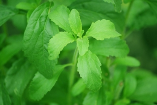 Stevia – substytut cukru w profilaktyce chorób cywilizacyjnych