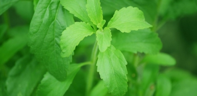 Stevia – substytut cukru w profilaktyce chorób cywilizacyjnych