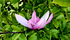 Honokiol – związek z magnolii hamuje namnażanie SARS-CoV-2 w komórkach