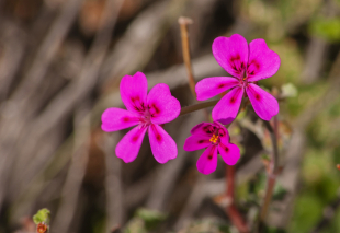 Pelargonia afrykańska w objawowym leczeniu przeziębienia