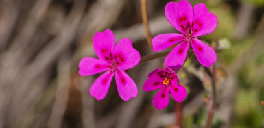 Pelargonia afrykańska w objawowym leczeniu przeziębienia